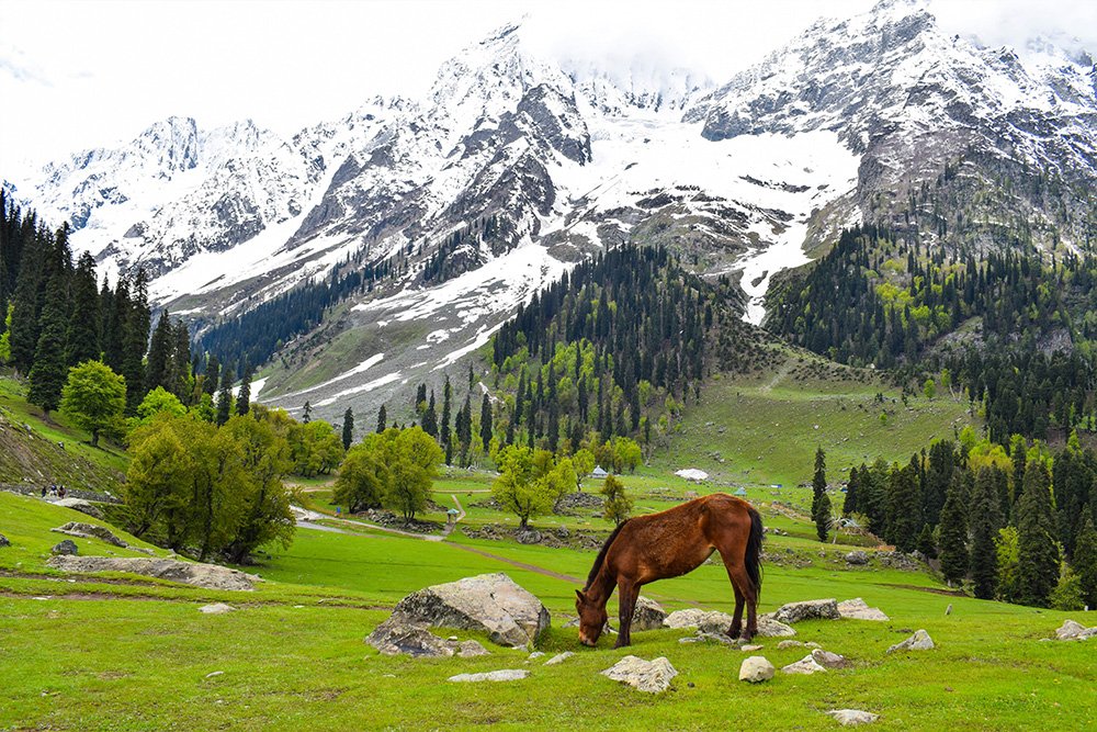 HEAVEN ON EARTH – EXCLUSIVE KASHMIR 4 Nights / 5 Days